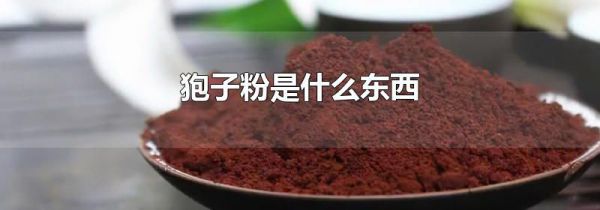 狍子粉是什么东西
