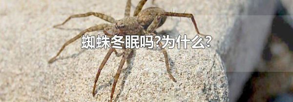 蜘蛛冬眠吗?为什么?