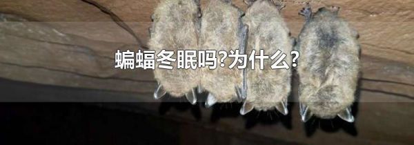 蝙蝠冬眠吗?为什么?