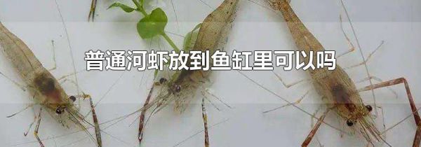 普通河虾放到鱼缸里可以吗