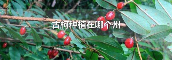 古柯种植在哪个州