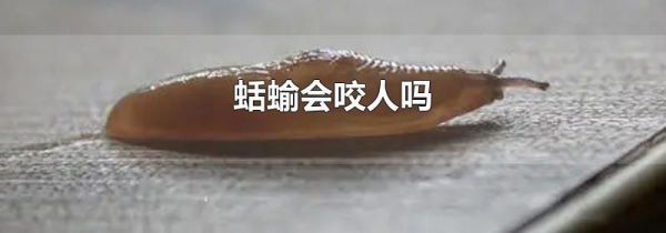 蛞蝓会咬人吗