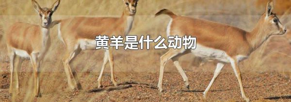 黄羊是什么动物