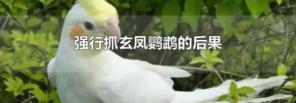 强行抓玄凤鹦鹉的后果