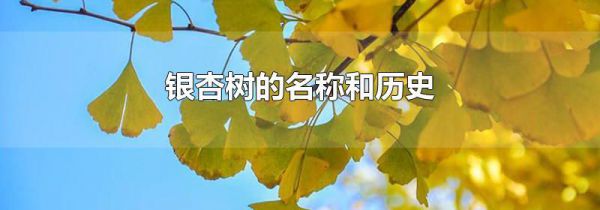 银杏树的名称和历史