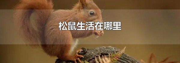 松鼠生活在哪里