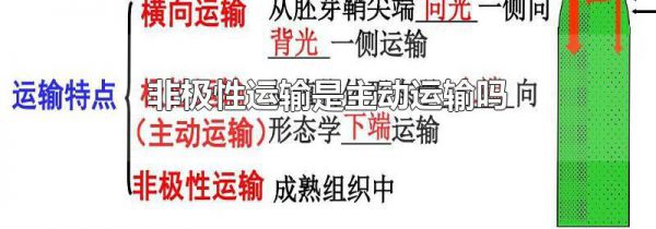 非极性运输是主动运输吗