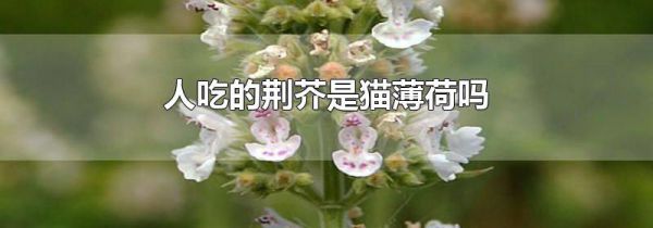 人吃的荆芥是猫薄荷吗