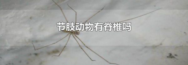 节肢动物有脊椎吗