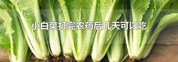 小白菜打完农药后几天可以吃
