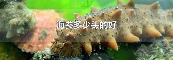 海参多少头的好