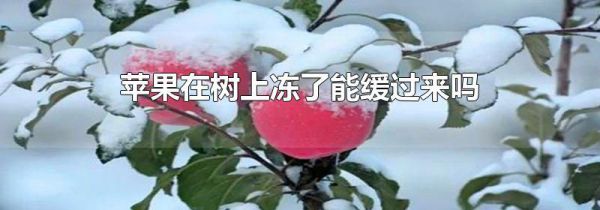苹果在树上冻了能缓过来吗