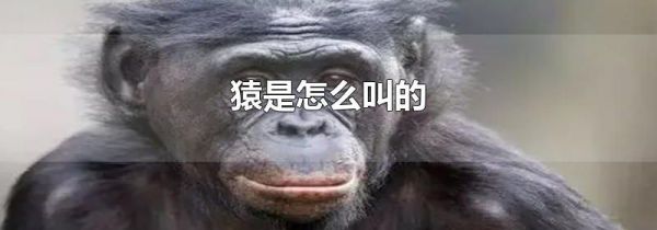 猿是怎么叫的