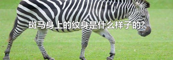 斑马身上的纹身是什么样子的?