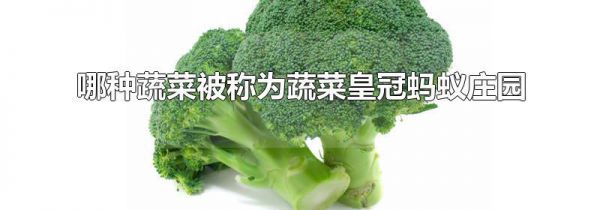 哪种蔬菜被称为蔬菜皇冠蚂蚁庄园