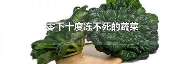 零下十度冻不死的蔬菜