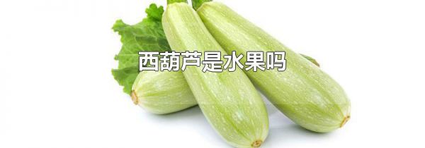 西葫芦是水果吗
