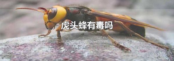 虎头蜂有毒吗