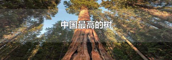 中国最高的树