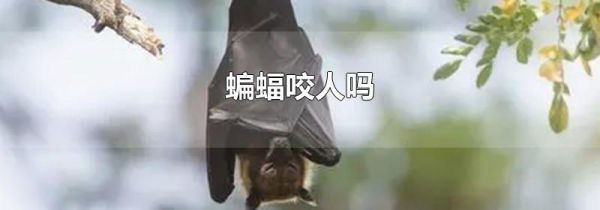 蝙蝠咬人吗