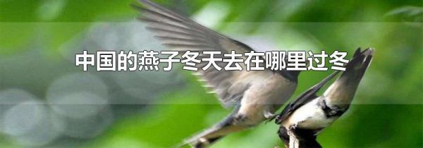 中国的燕子冬天去在哪里过冬