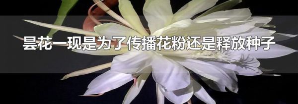 昙花一现是为了传播花粉还是释放种子