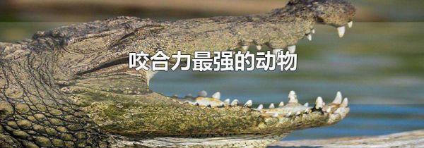 咬合力最强的动物