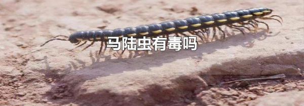 马陆虫有毒吗
