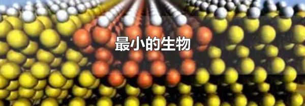最小的生物