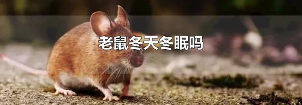 老鼠冬天冬眠吗