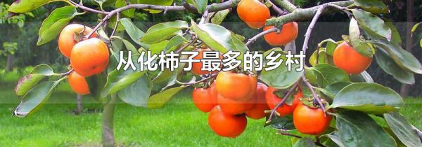 从化柿子最多的乡村