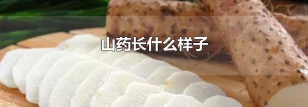 山药长什么样子