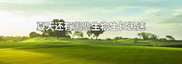 夏天还有哪些生物生长迅速