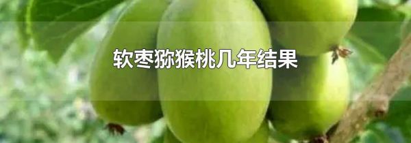 软枣猕猴桃几年结果