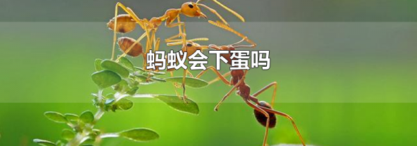 蚂蚁会下蛋吗