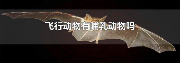 飞行动物有哺乳动物吗