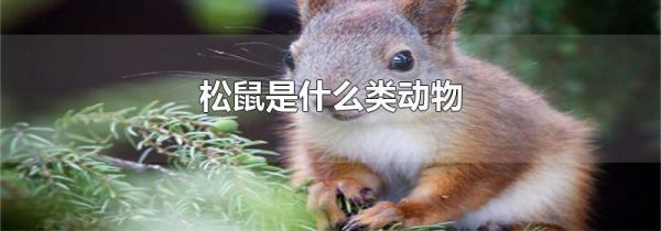 松鼠是什么类动物