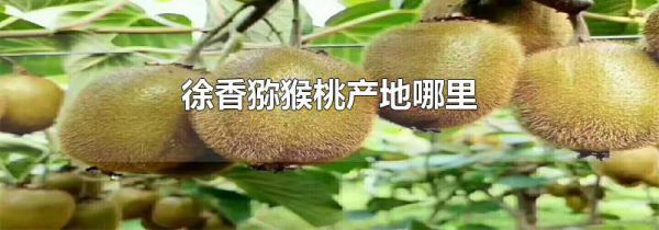 徐香猕猴桃产地哪里