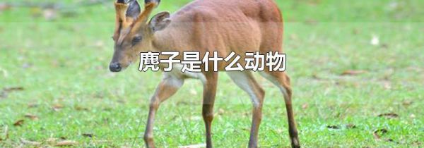 麂子是什么动物