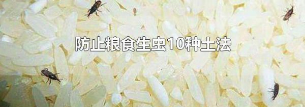 防止粮食生虫10种土法
