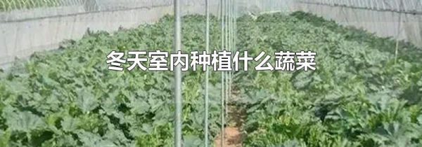 冬天室内种植什么蔬菜