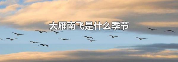 大雁南飞是什么季节