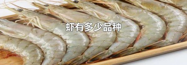 虾有多少品种