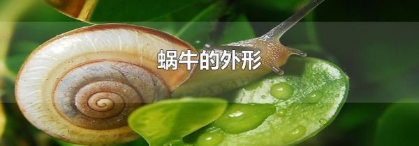 蜗牛的外形