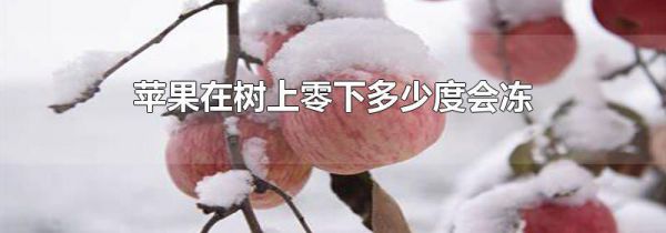 苹果在树上零下多少度会冻