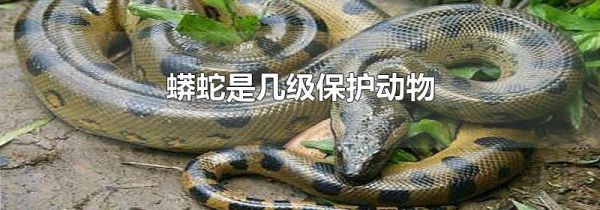 蟒蛇是几级保护动物