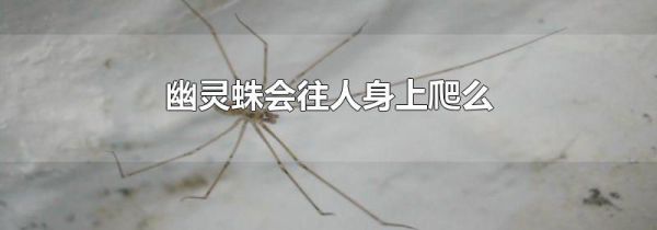 幽灵蛛会往人身上爬么