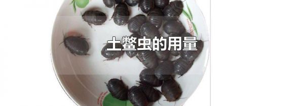 土鳖虫的用量
