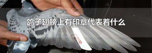 鸽子翅膀上有印章代表着什么