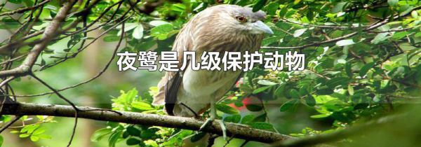 夜鹭是几级保护动物